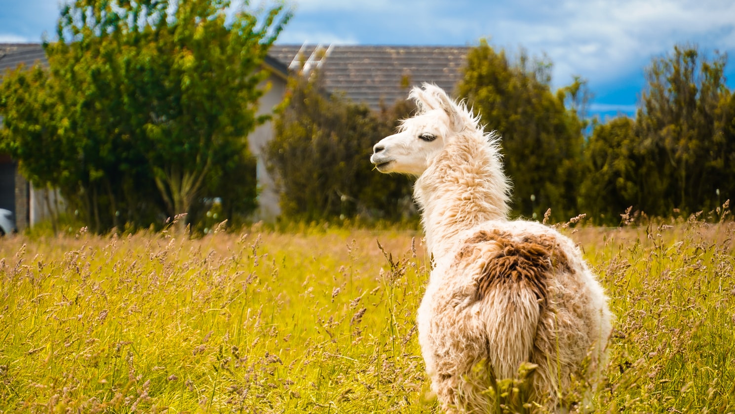 The Best Llama Gifts