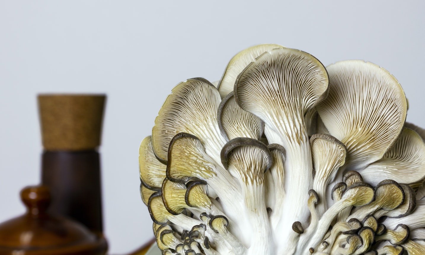 The Best Mushroom Growing Kits