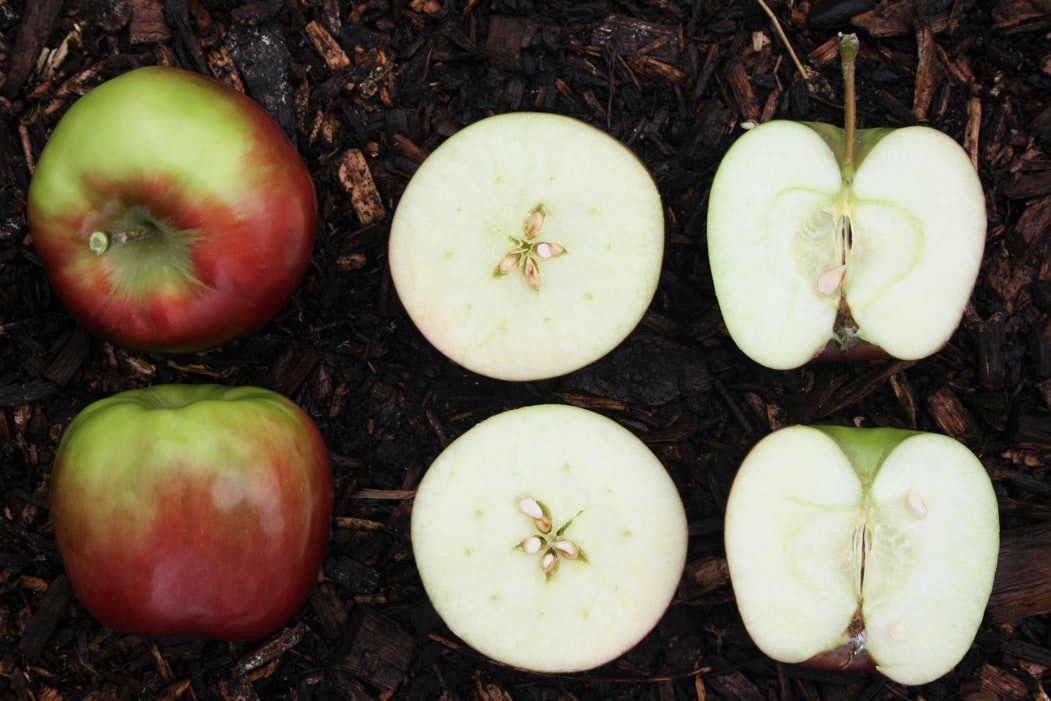 The Top 5 Apple Cider Vinegar Gummies To Help You Stay Healthy