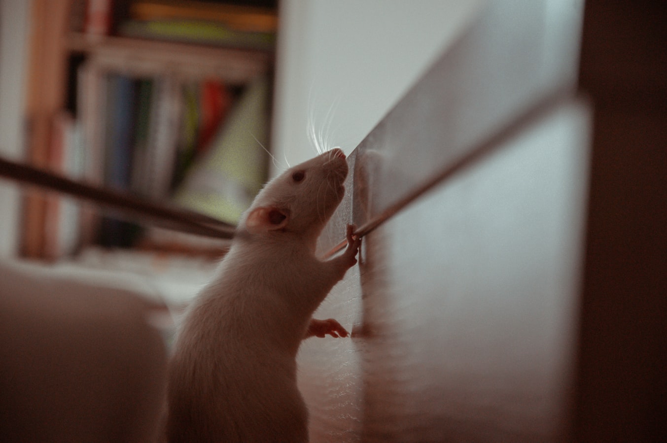The Best Ultrasonic Pest Repellers