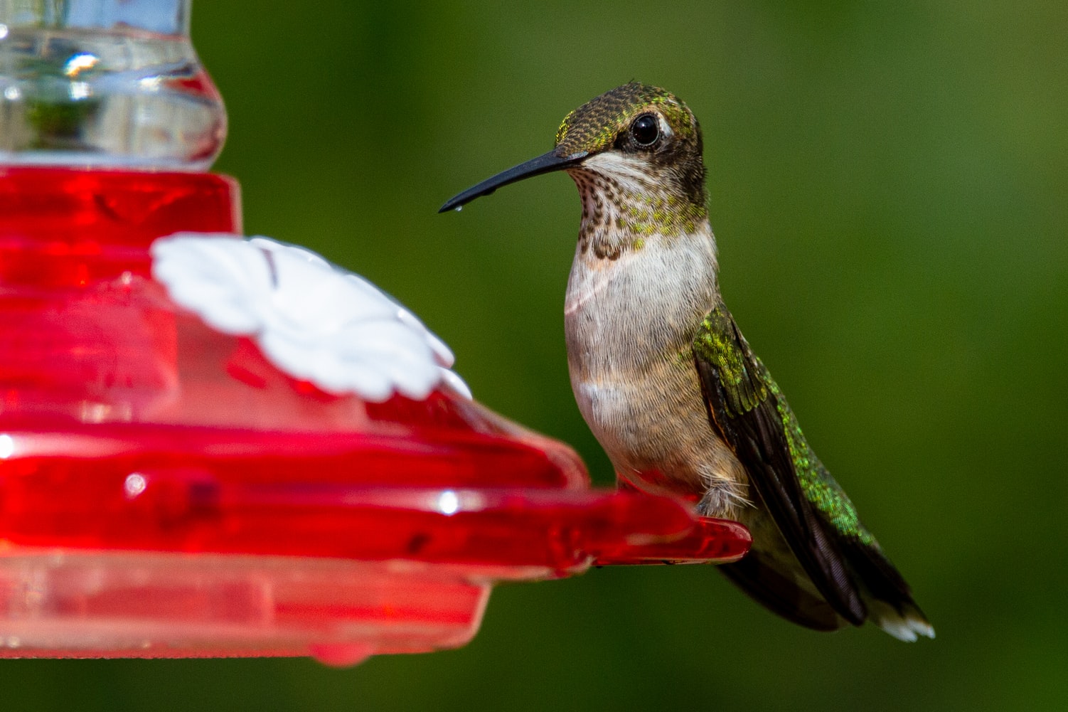 The Best Hummingbird Feeders