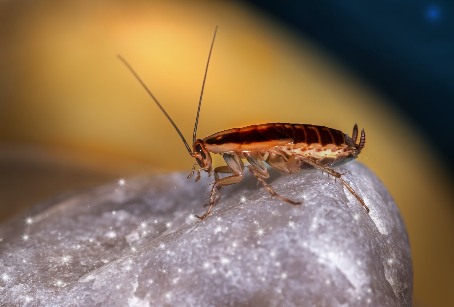 The Best Roach Traps