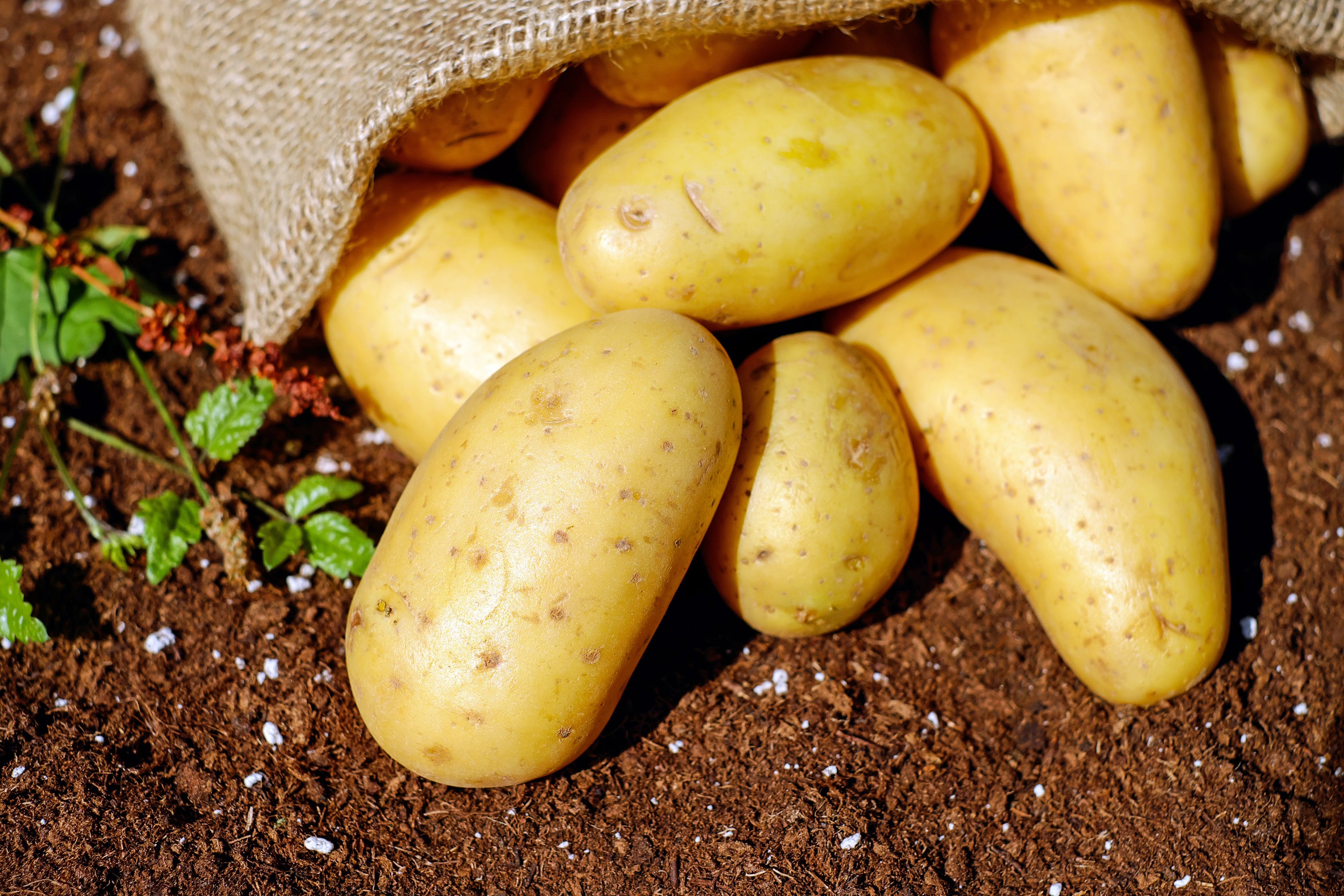 The Best Potato Storage