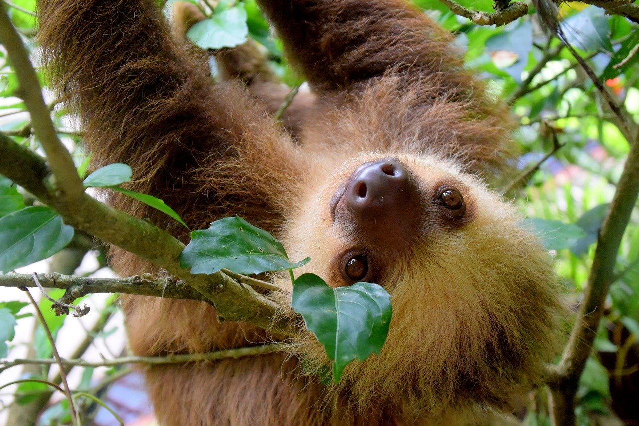 The Cutest Sloth Gifts