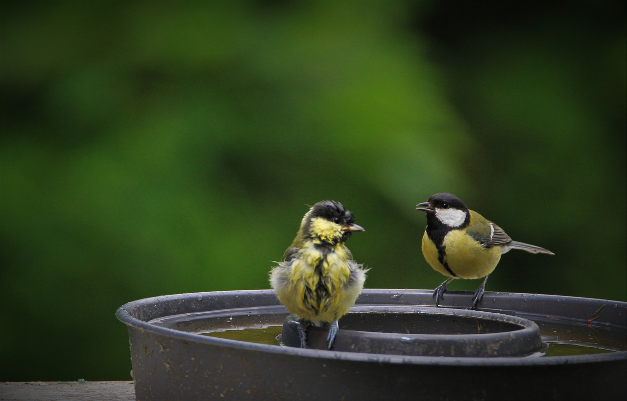 The Best Birdbaths